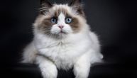 Otkrijte koje su to MAČKE SA NAJMEKŠIM KRZNOM: Pet rasa koje će vas osvojiti na prvi dodir