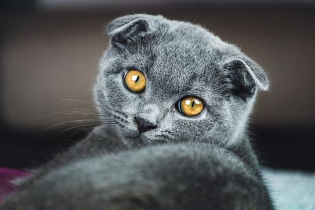 Škotska fold mačka - Bik