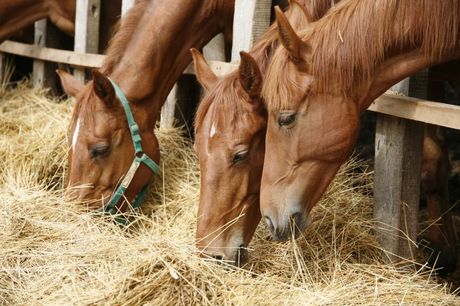 Ishrana konja