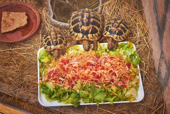 Ishrana kućne kornjače: Dozvoljene i zabranjene namirnice