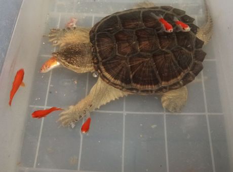 Ishrana kućne kornjače: Dozvoljene i zabranjene namirnice