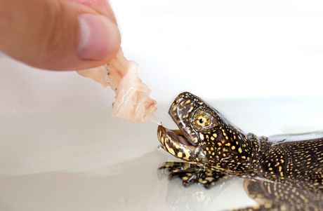 Ishrana kućne kornjače: Dozvoljene i zabranjene namirnice