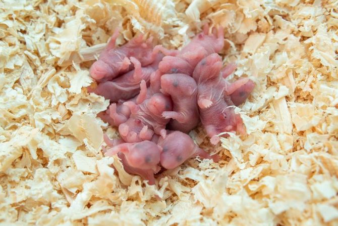 Kanibalizam kod hrčaka