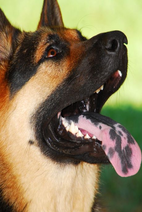 Tamne mrlje na jeziku psa