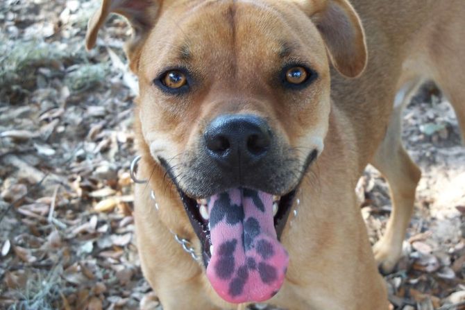 Tamne mrlje na jeziku psa