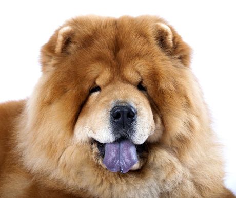 Tamno obojen jezik odlika rase čau čau