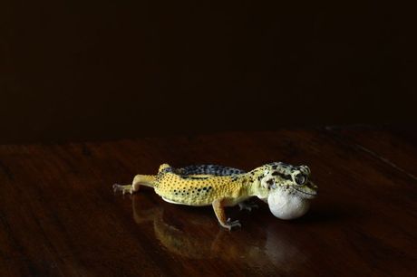 Bolesni leopard gekon