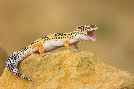 Leopard gekon