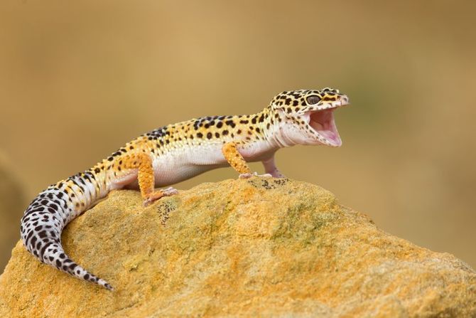 Leopard gekon
