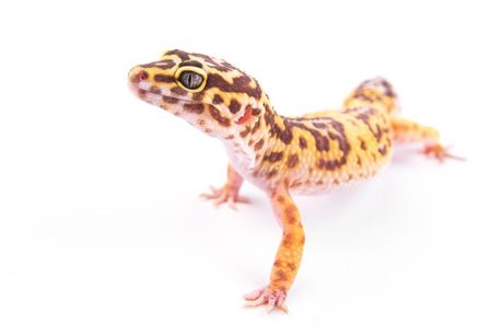 Leopard gekon