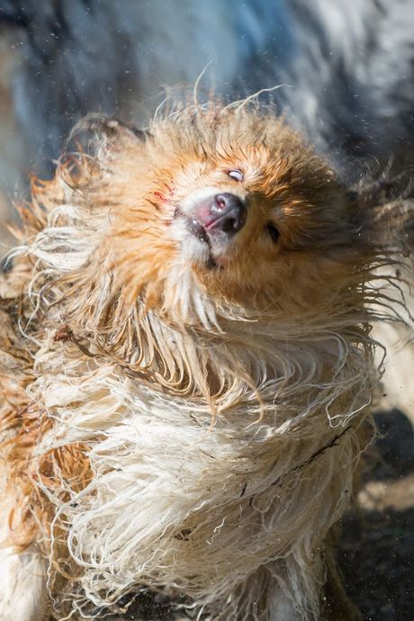 Pas i otresanje glavom