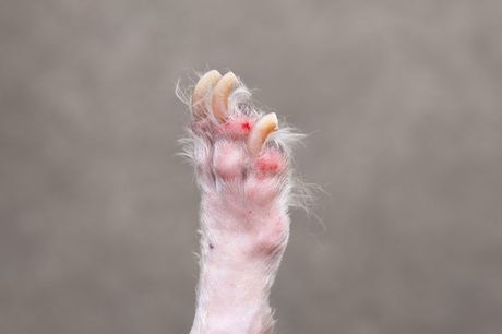 Pas i problemi sa šapama