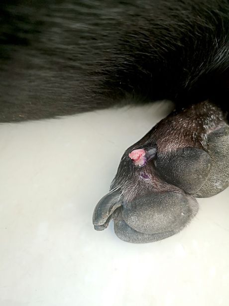 Pas i problemi sa šapama