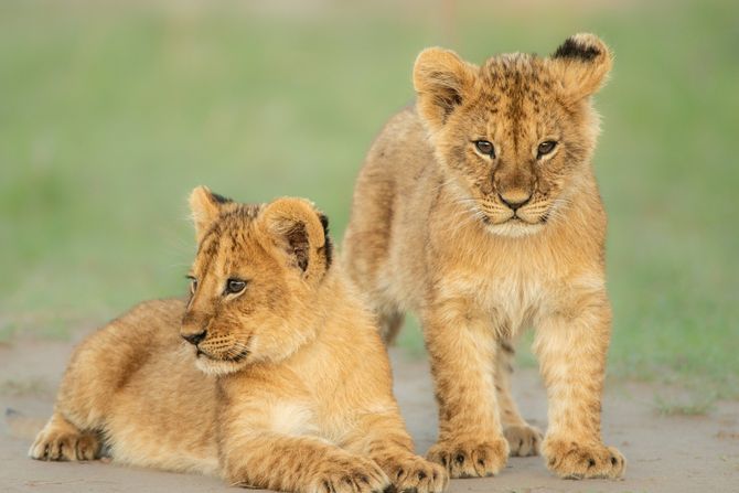Lavovi lavice mladunci mladunče lava