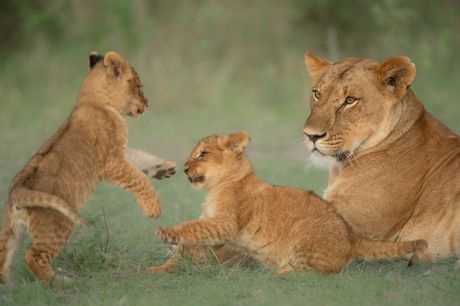 Lavovi lavice mladunci mladunče lava