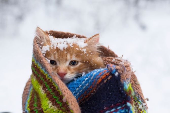 Mačka i niske spoljašnje temperature