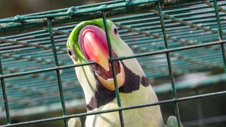 Kućne ptice i problematično ponašanje