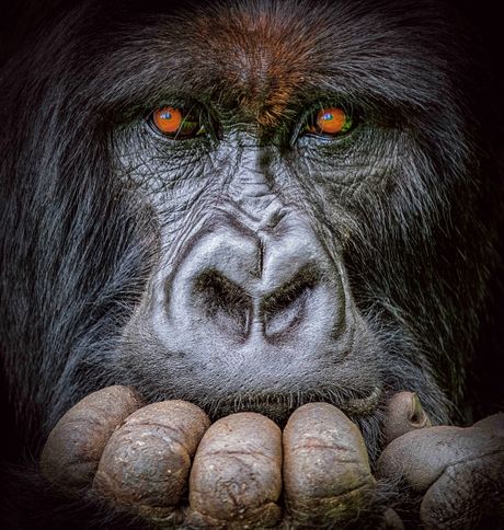 Afrika divlje životinje konkurs za najbolju fotografiju iz Afrike, najbolje fotografije afričke divljine,  African Wildlife Photography Awards gorila majmun