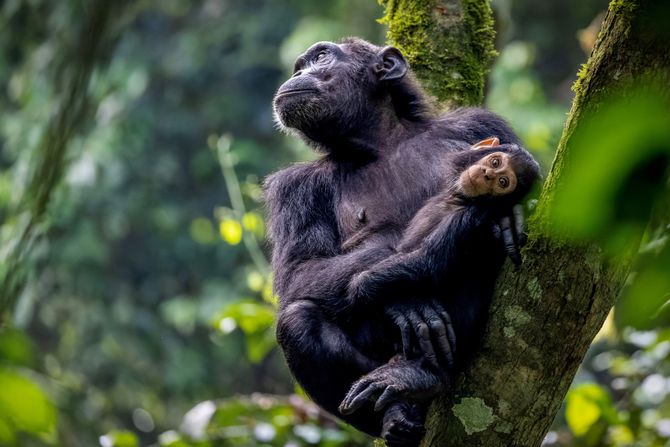 Afrika divlje životinje konkurs za najbolju fotografiju iz Afrike, najbolje fotografije afričke divljine,  African Wildlife Photography Awards šimpanza i mladunče