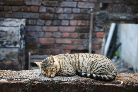 Mačka i njeni poslednji dani