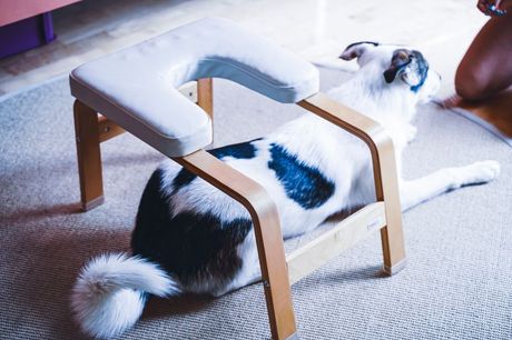 Uređenje posebne sobe za psa