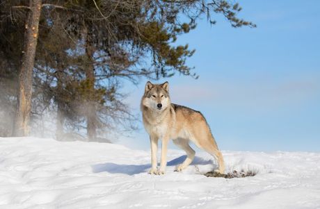 Sivi vuk i toksoplazmoza
