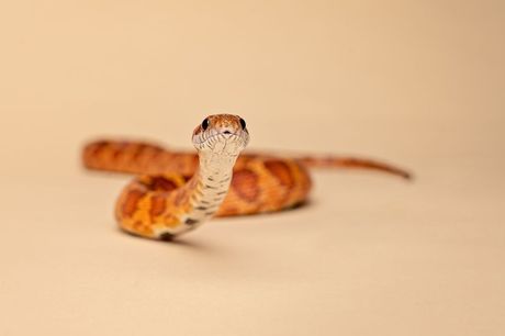 Zmije koje gotovo nikad ne ujedaju