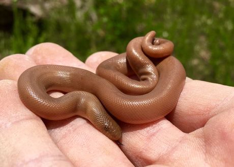 Zmije koje gotovo nikad ne ujedaju