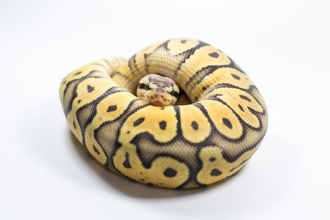 Zmije koje gotovo nikad ne ujedaju