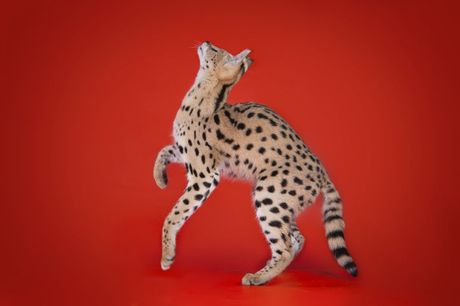 Serval kućni ljubimac