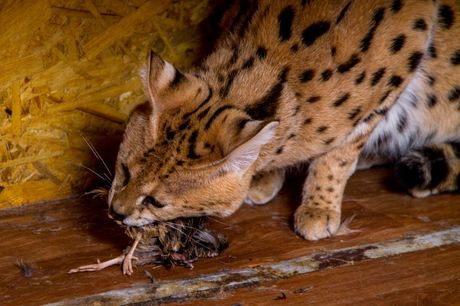 Serval kućni ljubimac