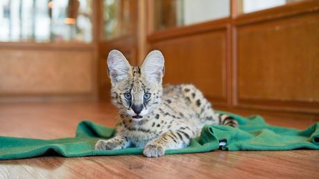 Serval kućni ljubimac