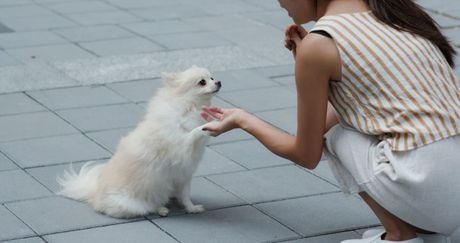 Pas i reakcije prema nepoznatima