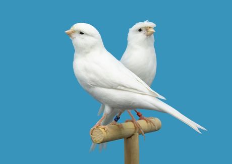 Kanarinac kućni ljubimac