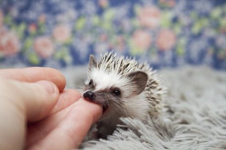 Jež, nega zuba i dentalni problemi