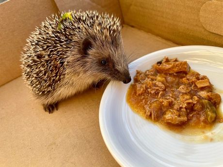 Jež, nega zuba i dentalni problemi