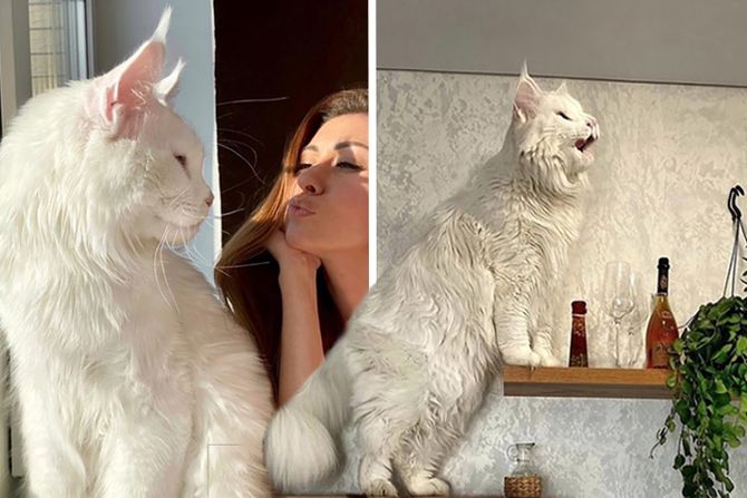 Mačka polica Kefir najveća mačka na svetu,