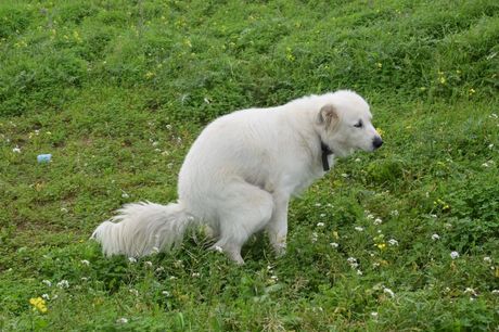 Bela stolica kod psa