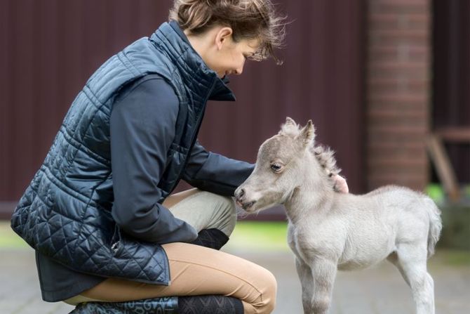 Najmanje ždrebe na svetu
