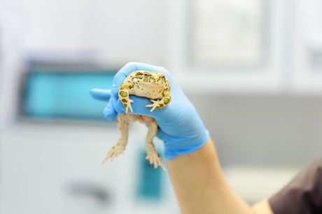 Žaba ljubimac i izrasline na koži