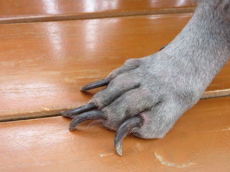 Loši potezi vlasnika prema psu