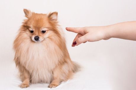 Loši potezi vlasnika prema psu