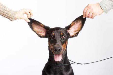 Loši potezi vlasnika prema psu