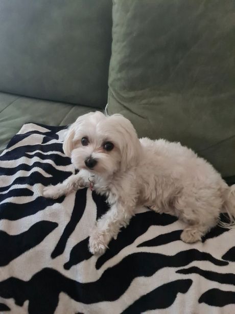 Boni, izgubljena ženka patuljastog maltezera