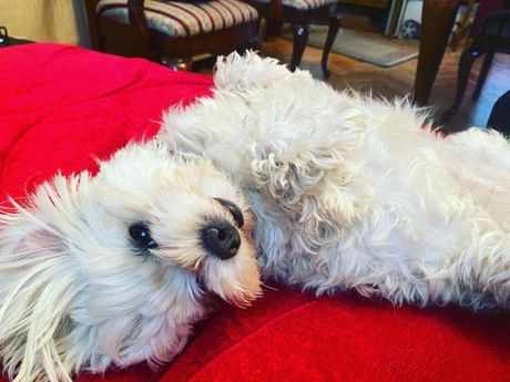 Boni, izgubljena ženka patuljastog maltezera