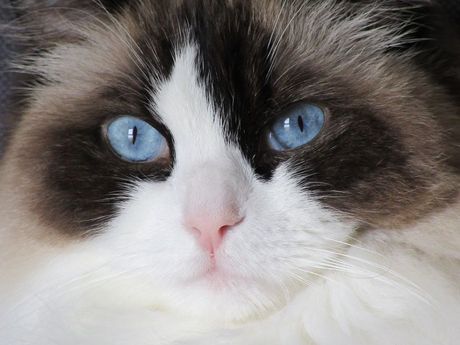 Mačije rase sa osobinama psa