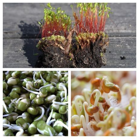 Ptice i njihove poslastice