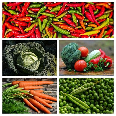 Ptice i njihove poslastice