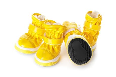 Pseće šape na snegu