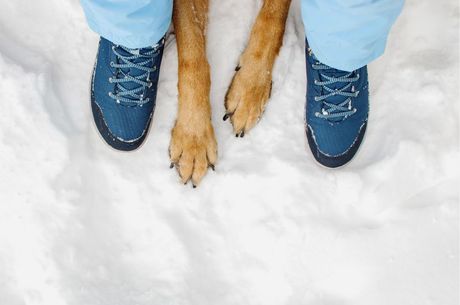 Pseće šape na snegu